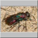 Hedychrum rutilans - Goldwespe 05 7-8mm.jpg